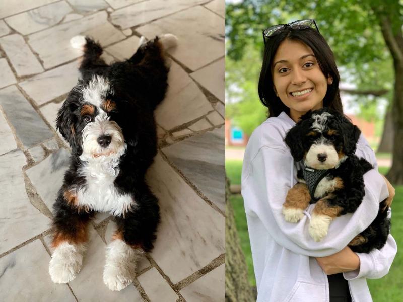 Bernedoodle adoption best sale near me